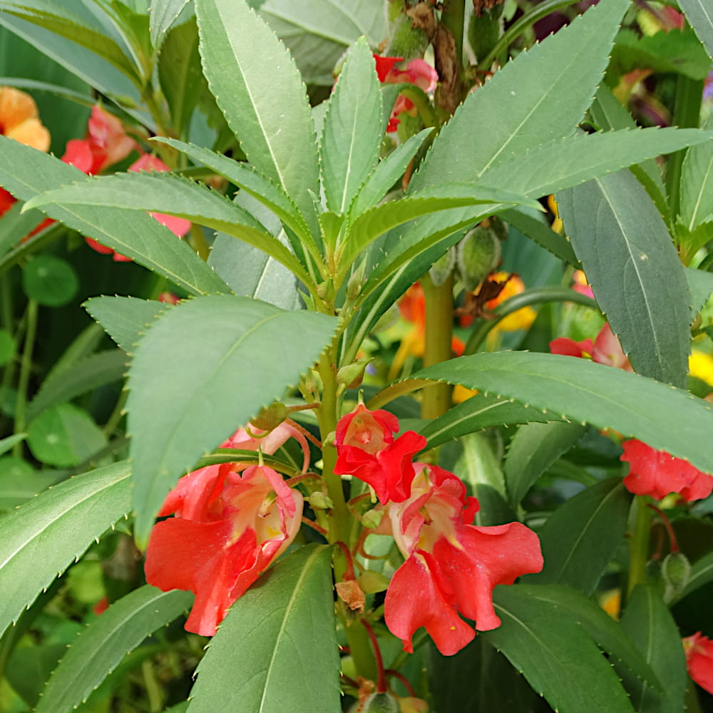 Balsamina kameliowa karłowa nasiona 0,5g - TORAF