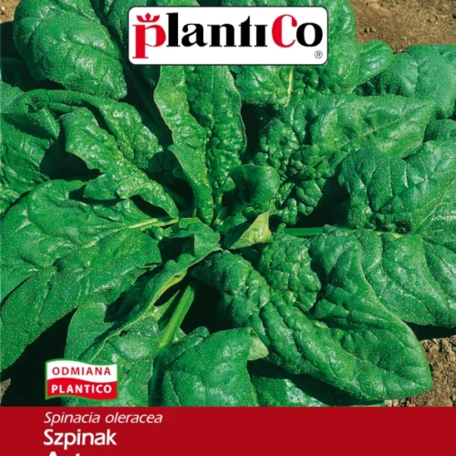 Szpinak Asta mieszaniec F1 nasiona 10g - Plantico