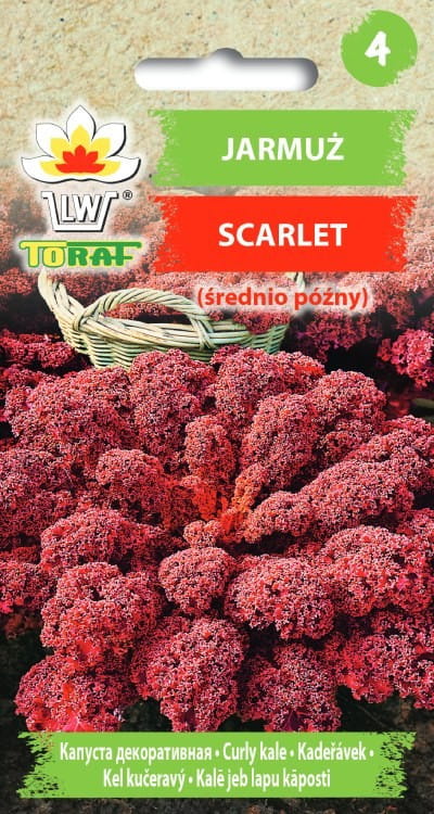 Jarmuż Scarlet 1g - TORAF