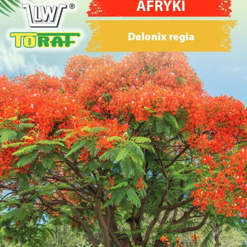 6344.jpg Płomień Afryki 5szt. - TORAF