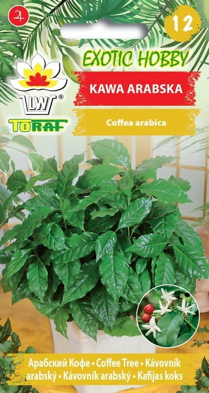 6347.jpg Kawa Arabska 6 szt. - TORAF