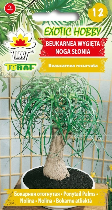 6359.webp Beukarnea wygięta noga słonia nasiona 5 szt. - TORAF