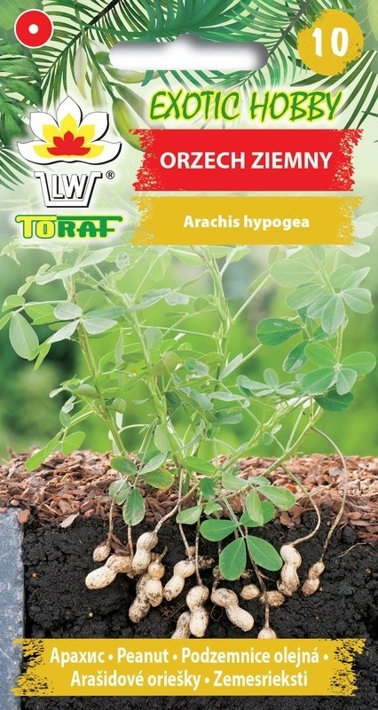 6360.webp Orzech ziemny nasiona 5 szt. - TORAF