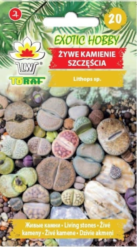Żywe kamienie szczęścia nasiona 20 szt. - TORAF