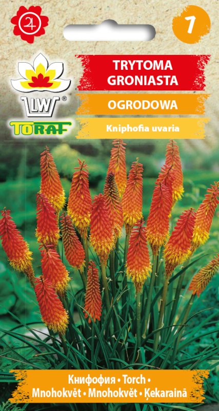 6438.webp Trytoma groniasta nasiona 0,5g - TORAF