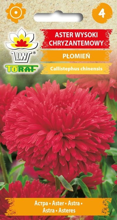 Aster wysoki chryzantemowy Płomień czerwony nasiona 1g - TORAF