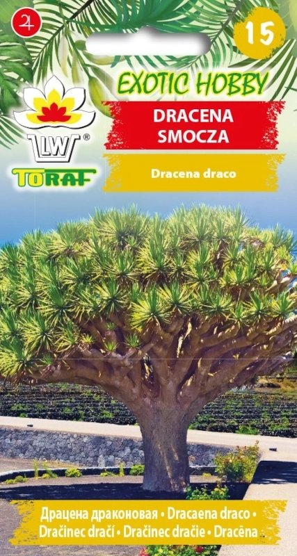 6569.webp Dracena smocza nasiona 5 szt. - TORAF