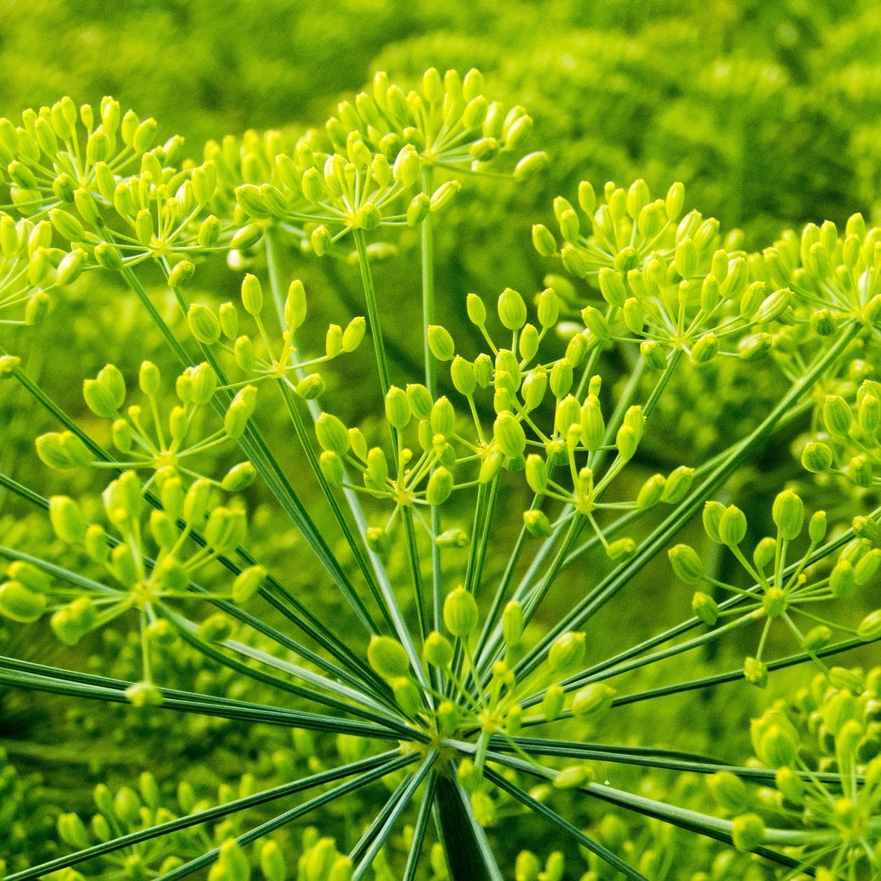 Koper Sprinter o silnym aromacie nasiona 5g - TORAF