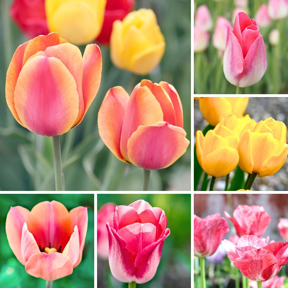 7314.webp Tulipany NOWE ODMIANY Zestaw MIX cebulki kwiatowe 50 szt.
