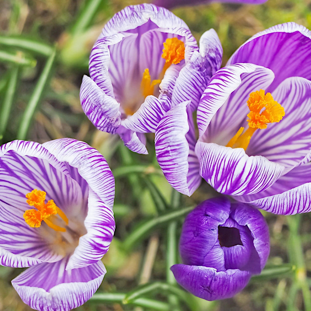 7331.webp Krokus paskowany cebulki 10 szt.