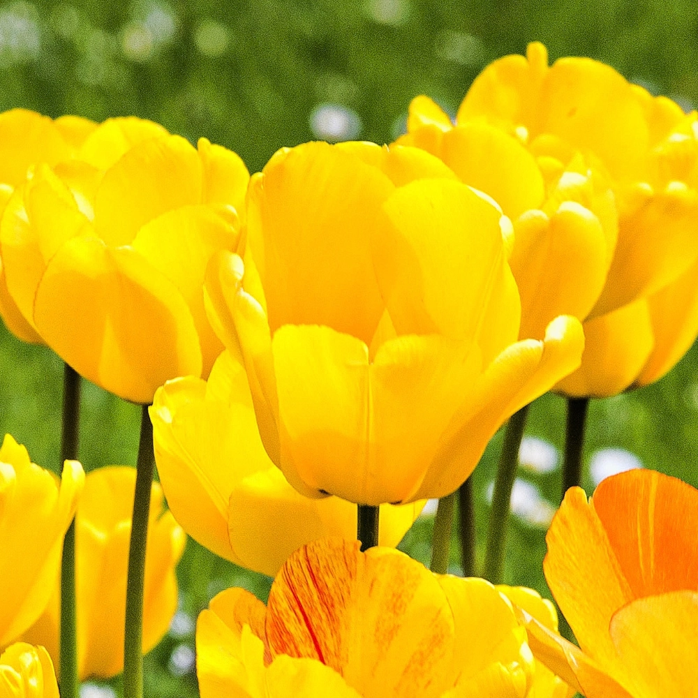 7407.webp Tulipan Żółty cebulki 5szt.