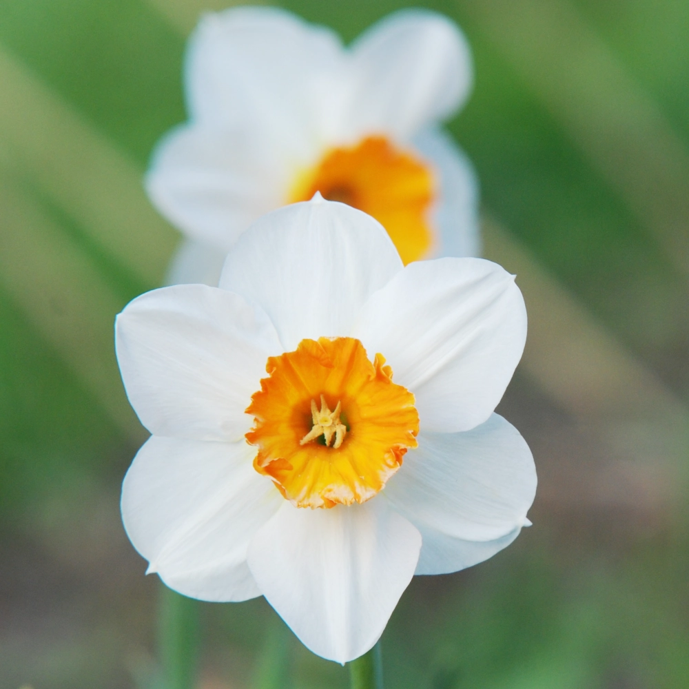 Narcyz Geranium cebulki kwiatowe narcyzów 5 szt.