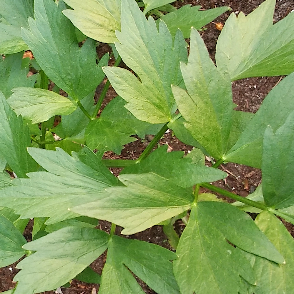 Lubczyk nasiona 0,2g - TORSEED
