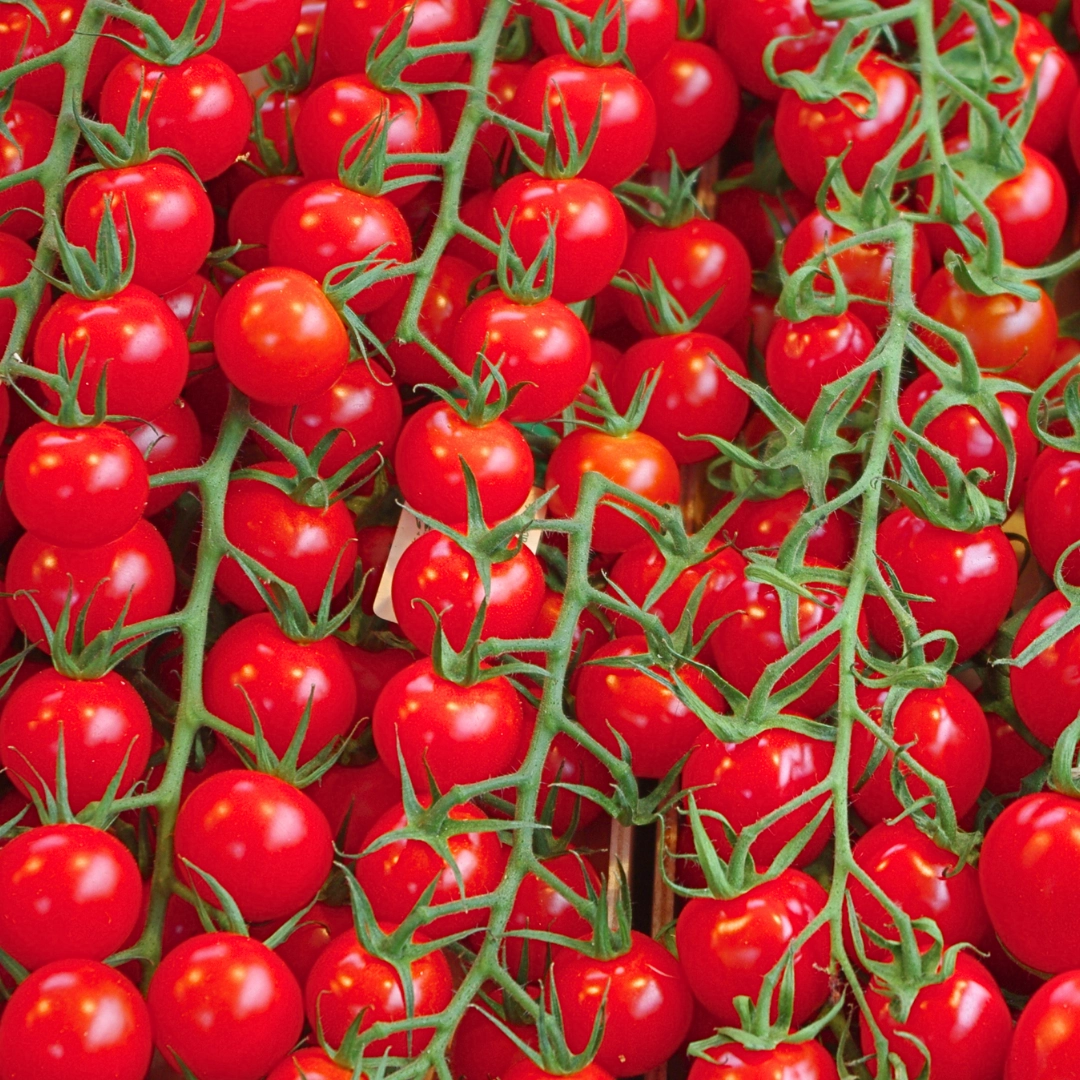 8726.webp Pomidor koktajlowy wysoki Cerise "Czereśniowy" 1g- VILMORIN
