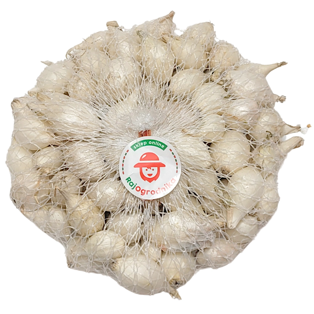 8822.webp Cebula Dymka Biała White Globe do sadzenia 250g wiosenna