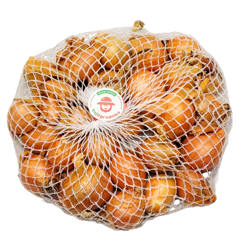 Cebula dymka Szalotka Golden Gourmet do sadzenia NL 250g WIOSENNA