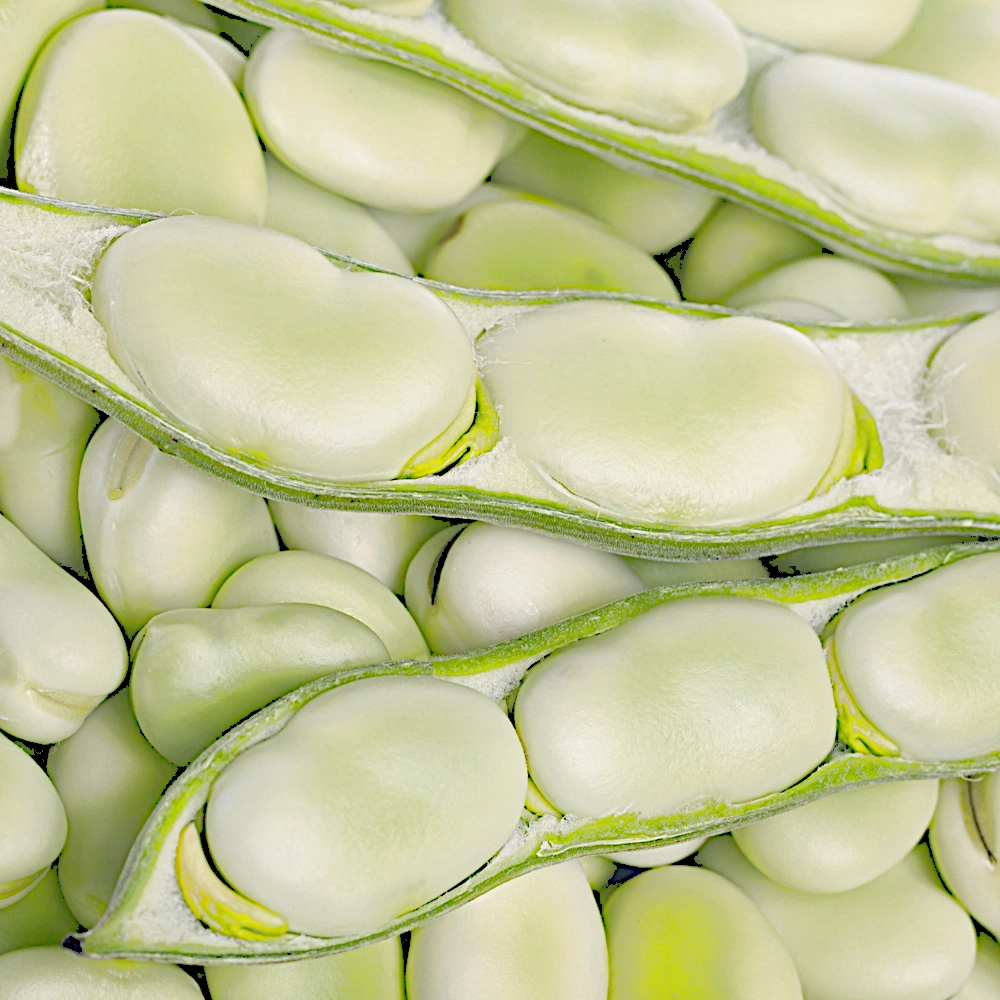 Bób Rambos nasiona 1000g - PlantiCo
